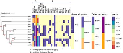 Genomic Insights of Multidrug-Resistant Escherichia coli From Wastewater Sources and Their Association With Clinical Pathogens in South Africa